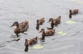 Mother Mallard duck with her duckling Royalty Free Stock Photo