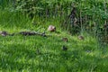 A mother mallard duck with her ducklings walk along the lake, South park