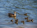 Mother mallard duck with little ducklings swimming Royalty Free Stock Photo