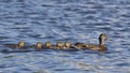 Mother Mallard Duck Swimming with Five Little Ducklings Royalty Free Stock Photo