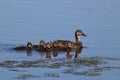 Mallard Ducklings Staying Close to Mother Duck Royalty Free Stock Photo