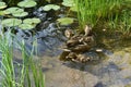 Mother mallard duck swimming with small ducklings on the pond Royalty Free Stock Photo