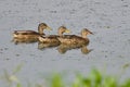 Mother Mallard Duck Swimming with Young Royalty Free Stock Photo