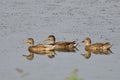 Mother Mallard Duck Swimming with Young Royalty Free Stock Photo