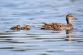 Mother Mallard Duck With Twin Ducklings Royalty Free Stock Photo