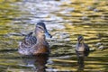 mother mallard duck with young chick Royalty Free Stock Photo