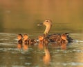 Mother Mallard and four baby ducklings swimming at dawn Royalty Free Stock Photo