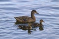 Mother Mallard with Two Ducklings Royalty Free Stock Photo
