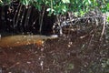 Mother manatee trichechus manatus latirostris hiding among the mangroves