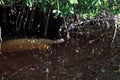 Mother manatee trichechus manatus latirostris hiding among the mangroves