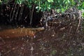 Mother manatee trichechus manatus latirostris hiding among the mangroves