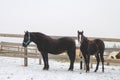 Mother mare and child foal standing in paddock