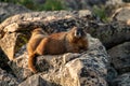 Mother Marmot Looks At Camera With Baby In the Background