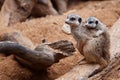 Mother meerkat with baby on guard sitting on a wood piece. Meerkat or suricate adult and juvenile