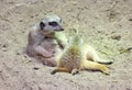 Mother meerkat, feeding a newly born meerkat