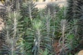 Mother of Millions Hybrid, an escaped ornamental plant Royalty Free Stock Photo