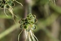 Mother of millions Kalanchoe delagoensis Royalty Free Stock Photo