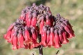 Mother of Millions plants Royalty Free Stock Photo