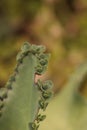 Mother of millions succulent Royalty Free Stock Photo