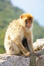 Mother monkey with baby Royalty Free Stock Photo