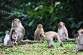 Mother Monkey and baby and family in forest