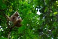 Mother monkey and baby monkey Royalty Free Stock Photo