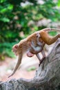 Mother monkey and baby monkey walk on rock with love Royalty Free Stock Photo