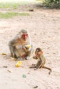 Mother monkey and baby monkey sits on the sand Royalty Free Stock Photo