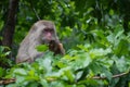 Mother monkey with baby monkey on tree in forest . Animal conservation and protecting ecosystems concept. selective focus Royalty Free Stock Photo