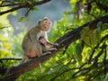 Mother monkey and baby on tree in natural forest. She hug baby in her arms with love and warm, it good mood, sits with cheeky