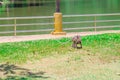 Mother monkey with baby monkey Walking on the grass with copy space add text Royalty Free Stock Photo