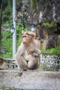 Mother monkey breast feeding her baby Royalty Free Stock Photo
