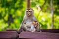 Mother monkey breastfeeding her baby in Phuket. Thailand. Macaca leonina. Northern Pig-tailed Macaque Royalty Free Stock Photo