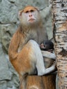 Mother monkey breastfeeds her baby