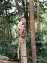 Mother monkey caring for its baby