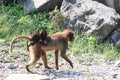 Mother monkey carrying her young while walking on rocky ground on a sunny day