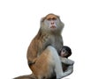 mother monkey (cercopithecus patas ) and little baby isolated on white background