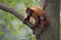 mother monkey climbing tree, with infant riding on her back Royalty Free Stock Photo