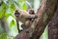 mother monkey climbing tree, with infant riding on her back Royalty Free Stock Photo
