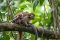 mother monkey climbing tree, with infant riding on her back Royalty Free Stock Photo