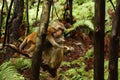 Mother monkey cuddling infant on tree branch