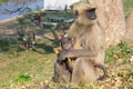 Mother monkey feeding her baby a banana