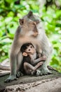 Mother monkey feeding her baby at Sacred Monkey Forest Royalty Free Stock Photo