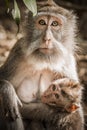 Mother monkey feeding her baby at Sacred Monkey Forest Royalty Free Stock Photo