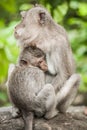 Mother monkey feeding her baby at Sacred Monkey Forest Royalty Free Stock Photo