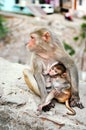 Mother monkey feeds her little cute baby animal Royalty Free Stock Photo