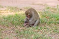 Mother monkey finding louse and cootie for baby monkey