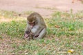 Mother monkey finding louse and cootie for baby monkey