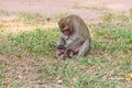 Mother monkey finding louse and cootie for baby monkey