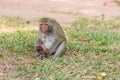 Mother monkey finding louse and cootie for baby monkey Royalty Free Stock Photo